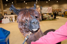 Alpaca Jubilee